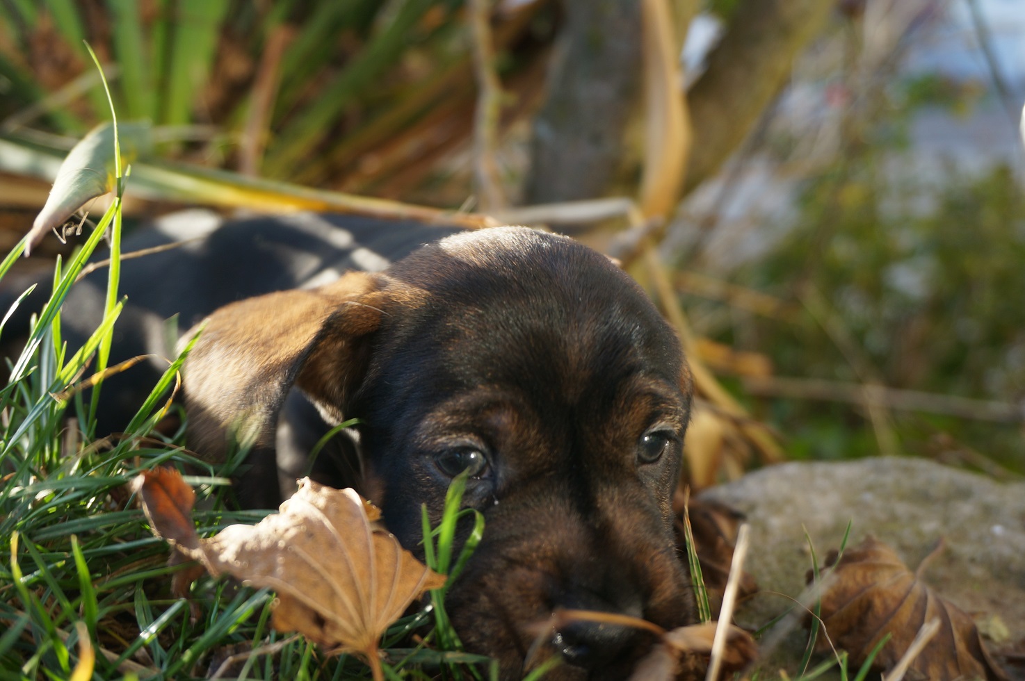 Welpen im Garten