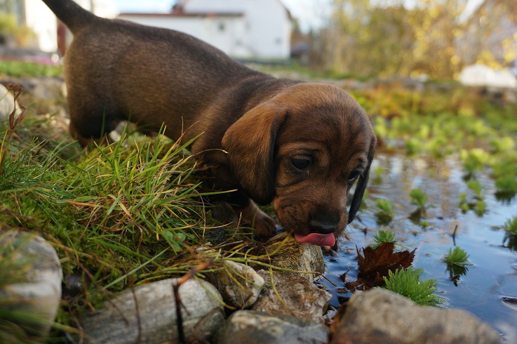 Aus dem Teich kann man trinken