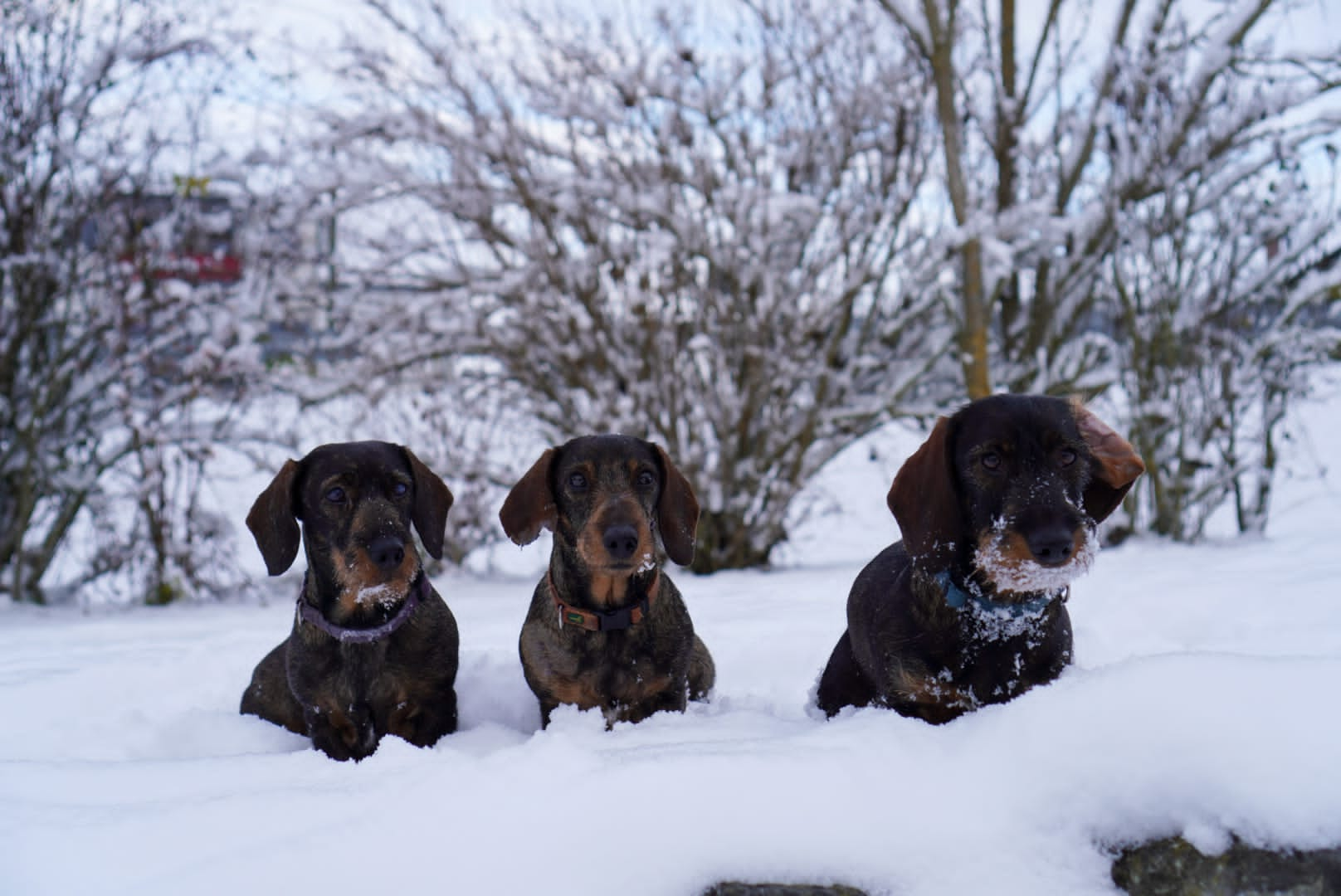 Dackel Goldie, Fabia und Lore im Winter