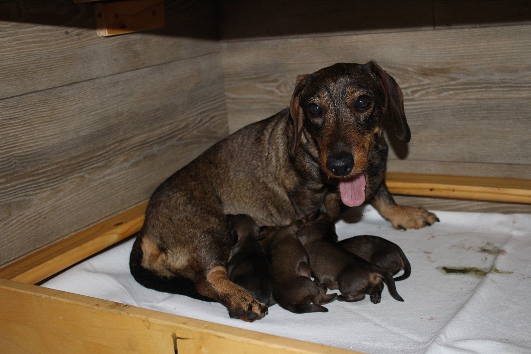 Fabia und Ihre Welpen