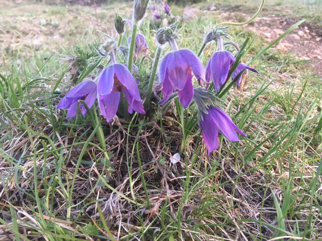 Pulsatilla als Heilpflanze